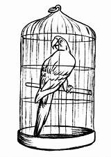 Cage Bird Coloring Pages Parrot Drawing Printable Clipart Print Clipartmag Color Jaula Paintingvalley Getcolorings Template Button Through sketch template