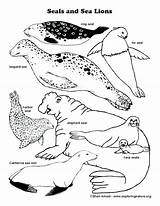 Seals Seal Leopard Getcolorings Exploringnature Natures Lessons sketch template