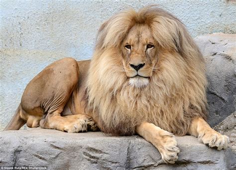 lions bouffant style hair    mane attraction  czech zoo