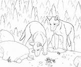 Colorat Pups Lup Planse Desene Crista Etichete Forestwildlifeart sketch template