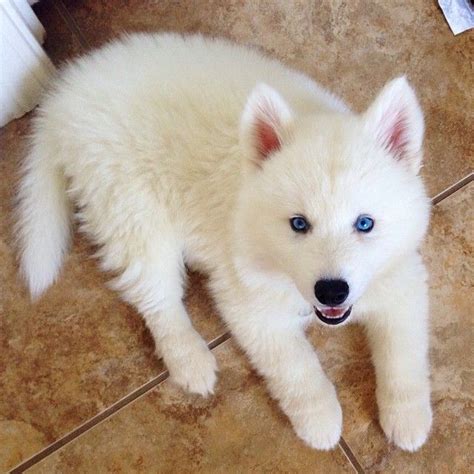 white alaskan husky puppy love pinterest blue eyes tasty  dog