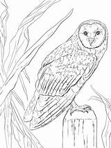 Barbagianni Supercoloring Nocturnal Civetta Schleiereule Realistic Eared Letscolorit Owls Notturno Paesaggio Stampare Getdrawings Designlooter Justcoloringbook sketch template