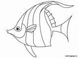 Fish Coloring Drawing Angelfish Traceable Template Pages Drawings Outline Exotic Line Tropical Printable Angel Coloringpage Eu Getdrawings Kids Color Project sketch template