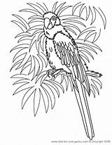 Perroquet Luau Papagei Colorear Coloriages sketch template