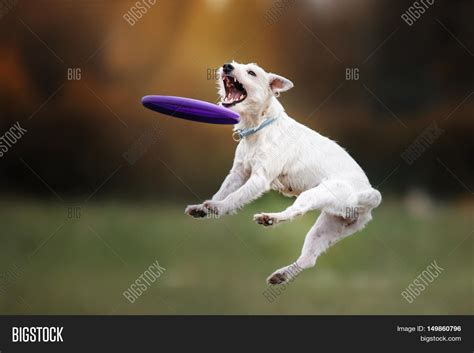 dog catching frisbee image photo  trial bigstock