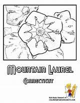 Flower Coloring Connecticut Pages State Mountain Laurel Flag Oklahoma Usa Color Sheet Sheets Choose Board Iowa Getcolorings sketch template