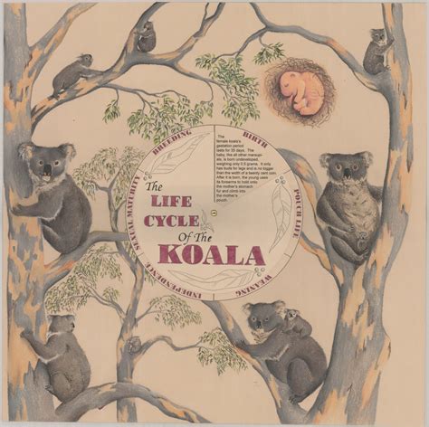 life cycle   koala living histories