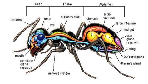 anatomy   ant hayvanlar anatomi
