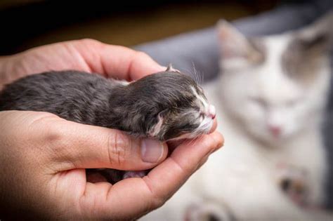 gestation period   cat    days    signs  labour  cats stages  birth