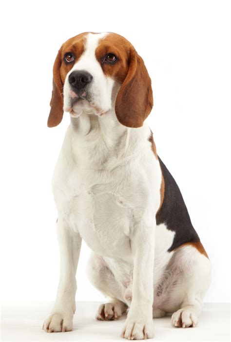 beagle  dog breeders part