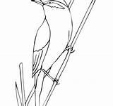 Coloring Pages Warbler sketch template