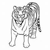 Tiger Coloring Books Pages Last sketch template