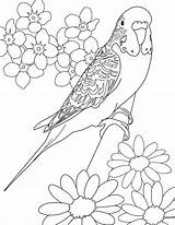 Budgie Coloring Parakeet Colouring Pages Printable Color Kids Parakeets Bird Budgerigars Drawings Print Adults Budgerigar Sheets 1000 Cartoon Adult Canary sketch template