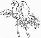 Oiseau Colorier Fleur Aves Paradis Perroquet Coloriages Rainforest Servez Ad4 Buzz2000 sketch template