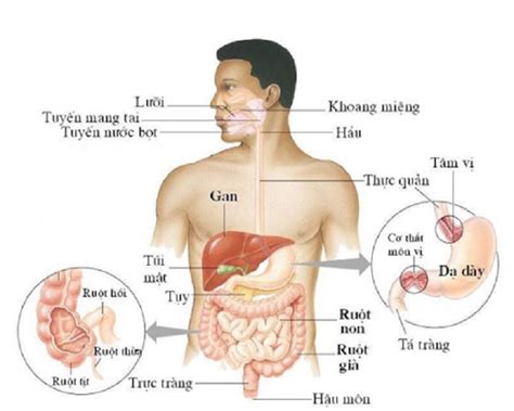 luc phu ngu tang la gi vai tro tung bo phan trong