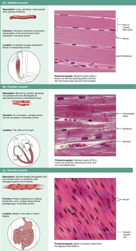 muscle tissues skeletal cardiac smooth basic anatomy