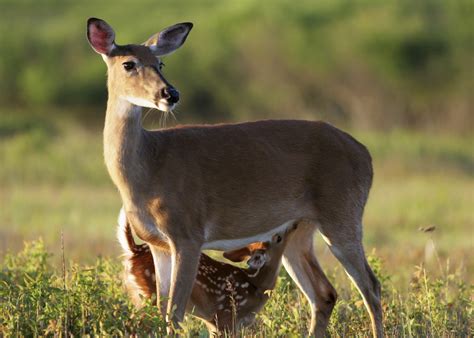 mother    abandon  fawns mississippi state university extension service