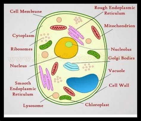 explain  nucleus   cell   neat labeled diagram science cell structure