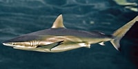 Afbeeldingsresultaten voor "carcharhinus Brachyurus". Grootte: 200 x 100. Bron: fishesofaustralia.net.au
