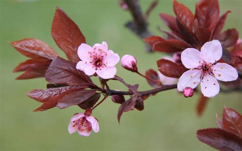 cheltenham spar uk  day sugar flower masterclass cherry blossom