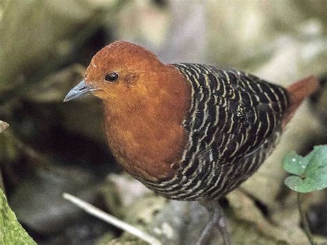 white spotted flufftail ebird