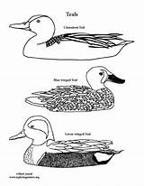 Teal Ducks sketch template