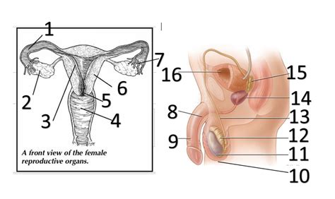 Male And Female Reproductive Systems Diagram Quizlet