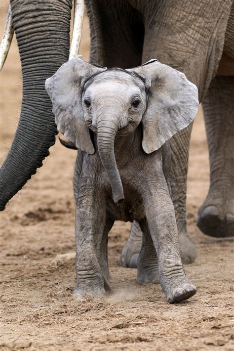 cheese adorable moment baby elephant appears  smile
