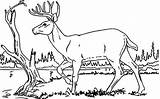 Hunting Coloring Pages sketch template