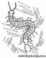 Centipede Coloring Pages Ghoul Tokyo Designlooter Printable Getcolorings Kids 59kb 1000px Color Outstanding Unique Drawings sketch template