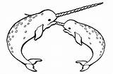 Narwhal Whale Coloring Clipart Pages Kids Clip Shamu Beluga Cliparts Whales Cute Colouring Library Baby Showing Post Printable Arctic Narwhals sketch template