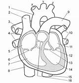 Heart Label Worksheet Labeling Circulatory Anatomy Worksheets System Diagram Parts Labels Human Practice Numbered Letters Choose Without Activity Coloring Shows sketch template