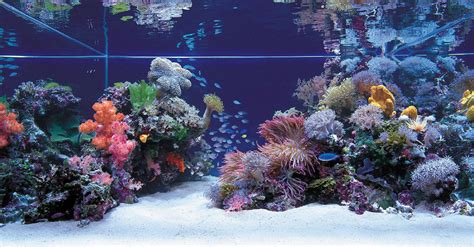 beginners guide  saltwater aquariums