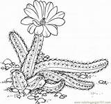 Cactus Coloring Pages Flowers Printable Natural Color sketch template