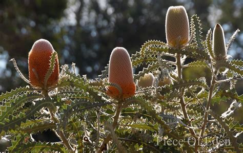 banksia victoriae woolly orange banksia