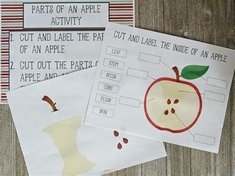 parts   apple printable activity  preschool  kindergarten