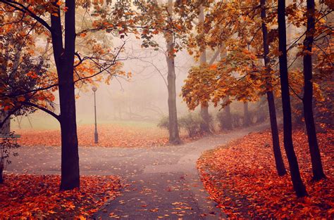 autumn park road trees fog landscape wallpaper
