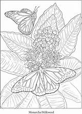 Coloring Doverpublications Gardens Book Butterfly Pages Dover Publications Haven Creative Colouring sketch template