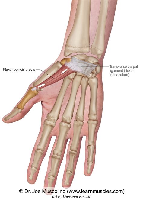 flexor pollicis brevis learn muscles