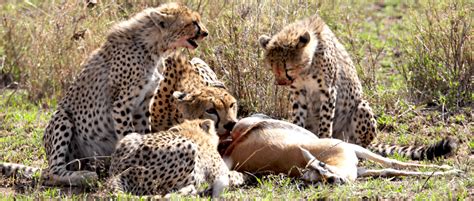 Who Eats Faster Male Or Female Cheetahs The Wildlife Society
