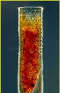 Afbeeldingsresultaten voor "Helicostomella subulata". Grootte: 120 x 185. Bron: www.marinespecies.org