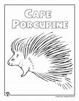 Coloring Porcupine Cape Pages Porcupines Coloringbay sketch template