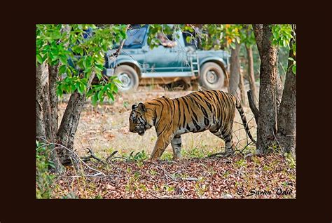 itinerary 3 days bandhavgarh tiger safari from the earth