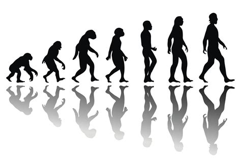 fossil find complicates theory  human evolution baptist press