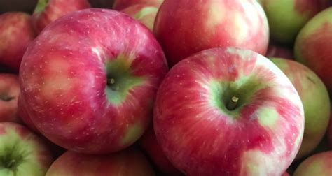 21 Apple Varieties To Sink Your Teeth Into This Fall Farmers Almanac