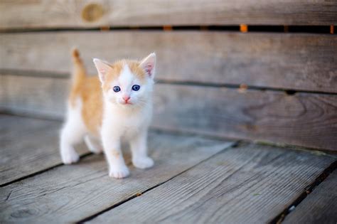 katzenbilder die  tollsten bilder von katzen