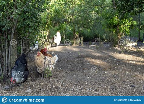 organic poultry farming healthy chicken walking outdoors