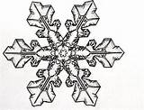 Snowflake Sketch Suggestions Keywords Related Coloring sketch template