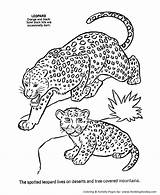 Leopard Coloring Pages Animal Kids Wild Baby Snow Color Animals Print Activity Male Female Sheet Clipart Mother Cute Printable Pdf sketch template