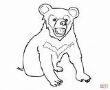 Bear Coloring Cub Pages Capybara Asia Drawing Baby Color Getcolorings Unbelievable Print Getdrawings Printable sketch template